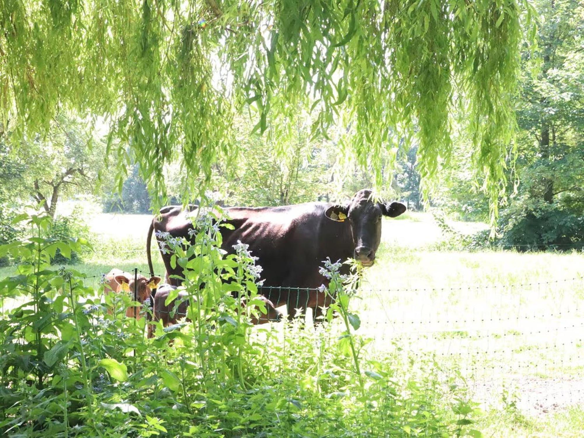 Ferienhaus Heinrichs Cappeler Niederstrich Bagian luar foto